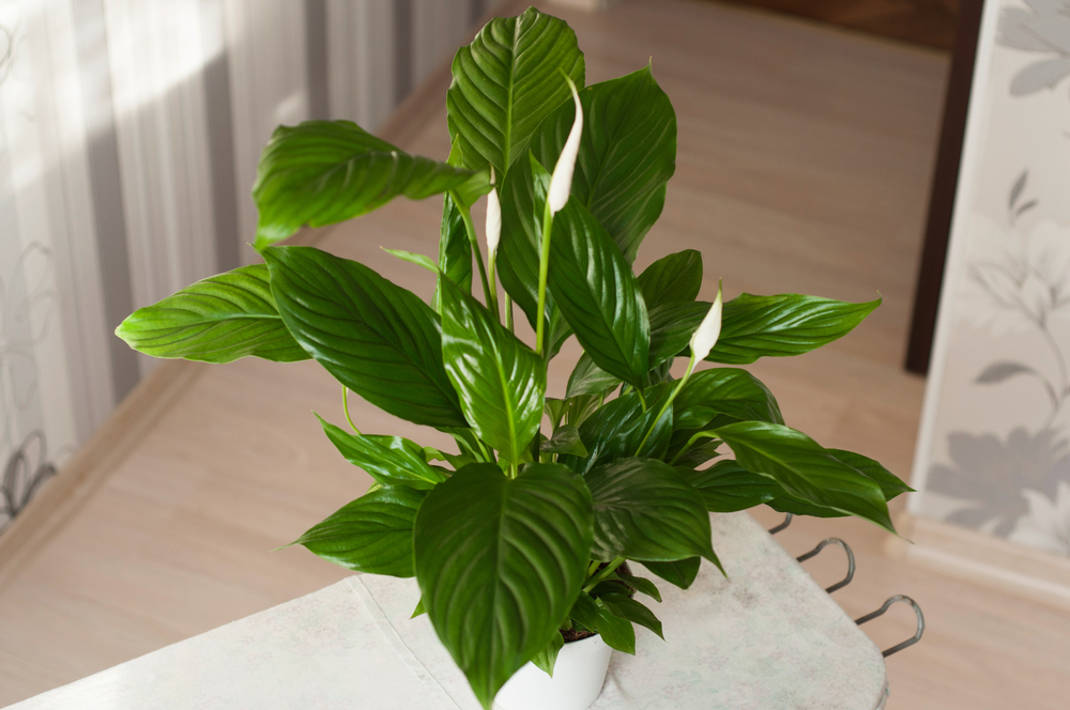 σπαθίφυλλο