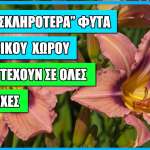 20 Κορυφαία Ανεκτικά Φυτά Εξωτερικού Χώρου για όλες τις εποχές 20 άφθαρτα φυτά για τον εξωτερικό σας χώρο